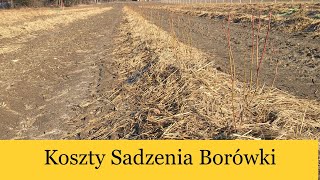 Sadzenie Borówki Jak Sadzić Borówkę Koszt Posadzenia 1ha Ściółkowanie Słomom BorówkaPolska [upl. by Bock]