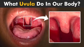 Functions Of Uvula In Human Body  How Uvula Works [upl. by Baiel]