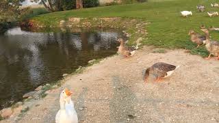 Hamilton Goose Pond [upl. by Derr]