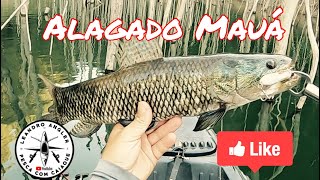 Show de batidas  muito peixe no alagado Mauá parte 2 [upl. by Urban]