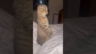 Cat sitting upright in a humanlike position 😹funnycats scottishfold cat kitten catsitting [upl. by Christiana]