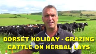 DORSET HOLIDAY  GRAZING CATTLE ON HERBAL LEYS [upl. by Garik]