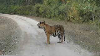 Kanha National Park Kanha Tiger Reserve India Part 4 of India and Sri Lanka Trip [upl. by Areht]