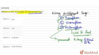 Which is the example of metanephros [upl. by Terag]