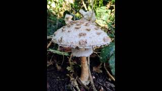 Parasol mushroom Wanstead Park London [upl. by Aissej]