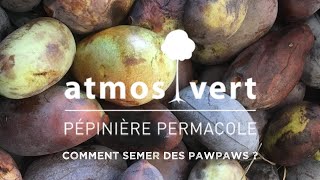 Semis du pawpaw  Asiminier triloba [upl. by Haman]