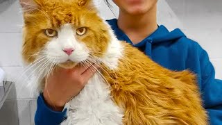 Giant Cat Was Abandoned At The Shelter Hours Later The UNTHINKABLE Happens [upl. by Metcalf]