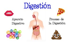 🍎 La Digestión y su Proceso Aparato Digestivo 💩 Fácil y Rápido  BIOLOGÍA [upl. by Brocky]