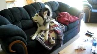 Husky throws temper tantrum over watching TV on couch [upl. by Aneras]