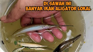 BERBURU IKAN UNTUK ISI KOLAM AIR PAYAU MENEMUKAN IKAN ALIGATOR LOKAL DISAWAH [upl. by Nwavahs]