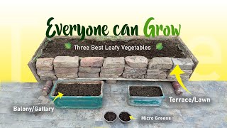 3 Super Easy Winter Vegetables You can Grow  Container Guide [upl. by Snyder]