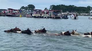 97th Annual Pony Swim amp Auction Chincoteague Ponies Swim back to Assateague Island [upl. by Trinette910]