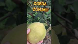 Jedan plod DUNJE pre 1 kg težine fruit farming garden dunja hemus [upl. by Miguela192]