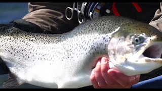 Stalking Monster Rainbow Trout at Jurassic Lake [upl. by Lorrayne]