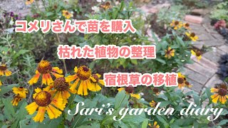 【ガーデニング】枯れた植物の整理花壇を作り直しコメリさんで苗を購入宿根草の移植 [upl. by Retseh]