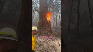 Reason Why Tree Burning Inside [upl. by Inatsed]