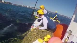 Mother Humpback Stays by Calf While Rescuers Free it From Shark Net [upl. by Anivla]