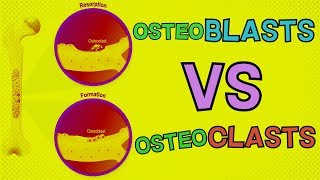 Osteoblasts vs Osteoclasts  HOW DO THEY BOTH FUNCTION Bone Remodeling [upl. by Leikeze]