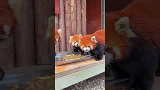 WOW adorable red panda🍼🍼🍼 amsr foryou ailurusfulgens redpanda fpy zoo cute [upl. by Montano]