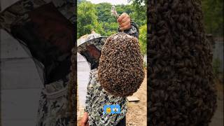 Releasing a Swarm of Honeybees 🐝 into Their New Hive ✨ trending shorts beekeeping101 [upl. by Er]