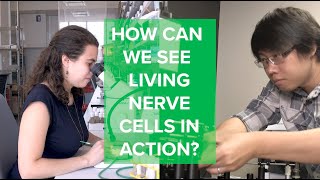 Curious Minds How Can We See Living Nerve Cells in Action [upl. by Eikin381]