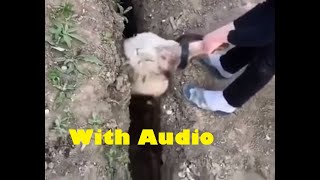 Sheep gets stuck in trenchditch jumps with Audio [upl. by Kendricks]