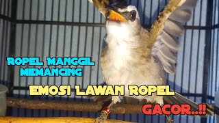 ROPEL Manggil Memancing Emosi LAWAN Ropel Gacor [upl. by Elorak]