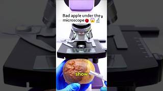 Bad apple under the microscope microscope [upl. by Rezal]