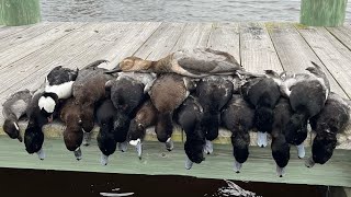 Another Bluebill Smackdown  Diver Duck Hunting Maryland [upl. by Ymor]