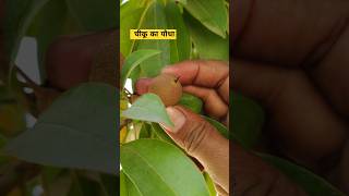 चीकू का पौधाplants garden gardening fruit flowers plantfarming farming gardenplants farming [upl. by Enialb665]