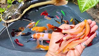 Catching betta fish in the ponds molly fish koi fish fighter fish goldfish ornamental fish [upl. by Stclair145]