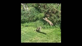 Scottish Wild Cats at the British Wildlife Centre shorts [upl. by Ylelhsa]