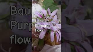 Bauhinia Purpurea floweryoutubeshorts viralvideo trending nature flowers plzsubscribemy [upl. by Hsu]