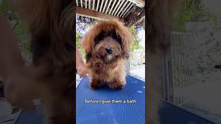 Properly Brushing Havanese Puppy [upl. by Petunia]