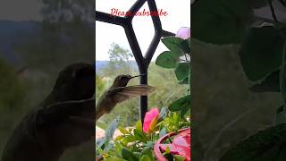 I Tested Hummingbird Against Sparrow and Found the FASTEST [upl. by Grady]