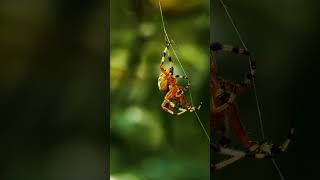 CloseUp with an Enchanting Orb Weaver Spider [upl. by Shiverick]