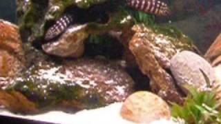 Julidochromis Marlieri and Tropheus Duboisi with their Fry [upl. by Freya]