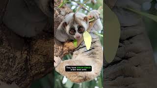 Slow Loris  Cute But Deadly shortvideo shorts [upl. by Saimon]