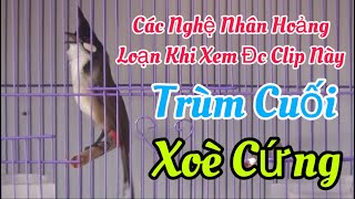 Các Nghệ Nhân Sẽ Hoảng Loạn Khi Xem Dc Clip Này  Trùm Cuối Xoè Cứng Chơi Với Mồi Mãn Nhãn  Bổi Vip [upl. by Darreg557]