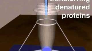 SDS page electrophoresis [upl. by Neersan748]