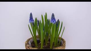 MUSCARI ARMENIACUM GRAPE HYACINTH SPROUTING TIME LAPSE 4K [upl. by Arodaeht21]