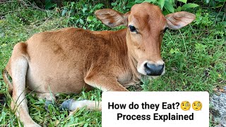 The type of Digestion in cowsRuminantsFull process explained by Bortik Bhattacharya🤔🤔 [upl. by Nudd]