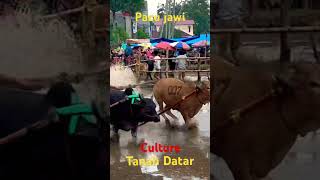 Budaya Minangkabau pacu pacujawi cow pacujawiterbaru fyp viralvideo viralshort [upl. by Airtap]