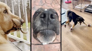 Funny and cute DOGS🐶Videos🔶 Сompilation  4🔶 [upl. by Magner]