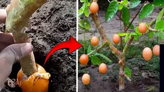 How to grow chicken egg in guava tree from guava cutting  Stepbystep guide [upl. by Enelyak]