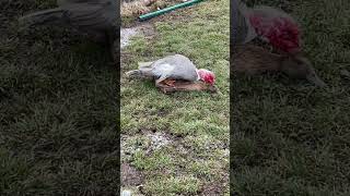 Muscovy mating with khaki campbell duck [upl. by Cumings]