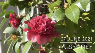 How to Grow Camellias from Cuttings in winter  🌺 Camellia propagation my bucket and cone method [upl. by Ayana829]