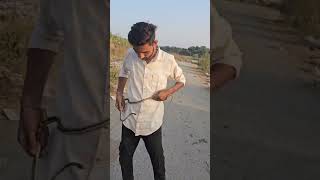 Schokari sand racer 🐍 youtube shortsviral shorts snakesaver funny indiansnacks [upl. by Yclek]