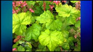 Plant Pick  Heuchera Little cutie Sweet Tart [upl. by Maggio]