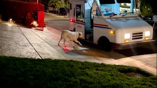 Mail Carrier Extends “Olive Branch” to Mend Negative Stereotypes Among Dogs and the USPS dog love [upl. by Aniloj]